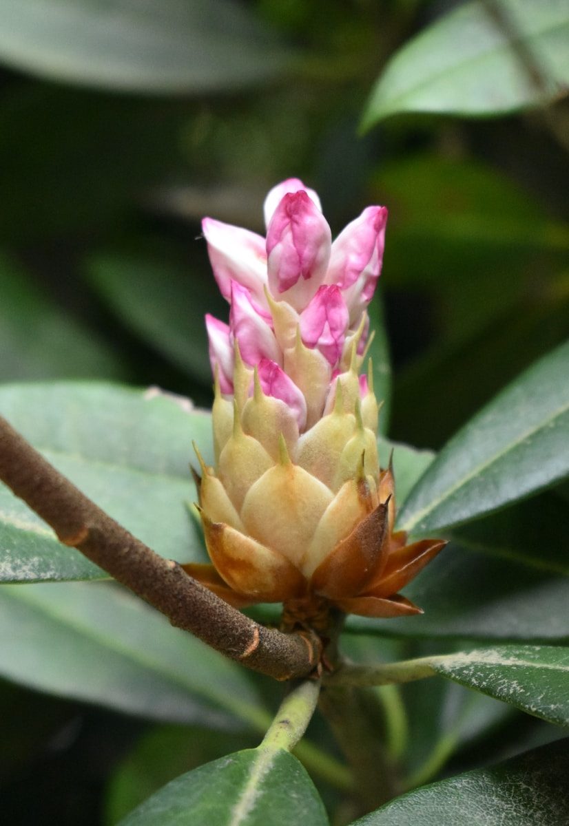a close up of a budding pink flower on a tree branch